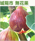 城陽市 無花果