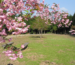 天ケ瀬森林公園