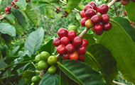 ｎａｎａｃｏｆｆｅｅ（ナナコーヒー）