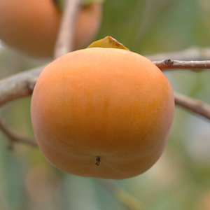 京都鹿背山特産　富有柿(赤秀3L:13個)